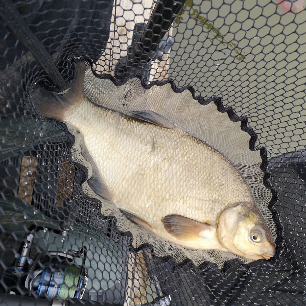 https://www.cadencefishing.co.uk/blog/wp-content/uploads/2019/04/adrian-stokes-bream-intro-990x990.jpg