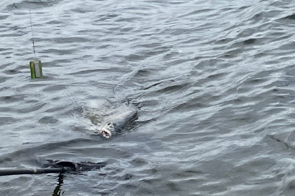 Windermere Bream Fishing - Wonder-Mere - Cadence Fishing UK